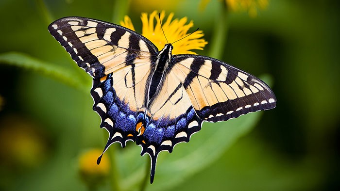 Beautiful yellow and blue butterfly on a yellow flower