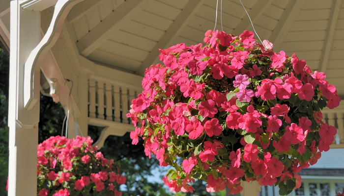 pink flowers in a hanging basket