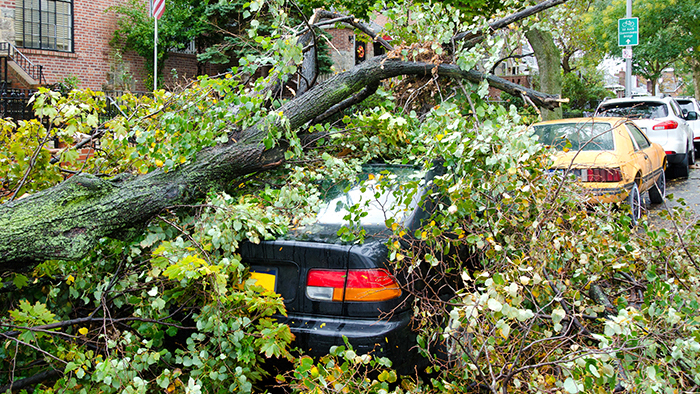 Car wrecked by falling tree