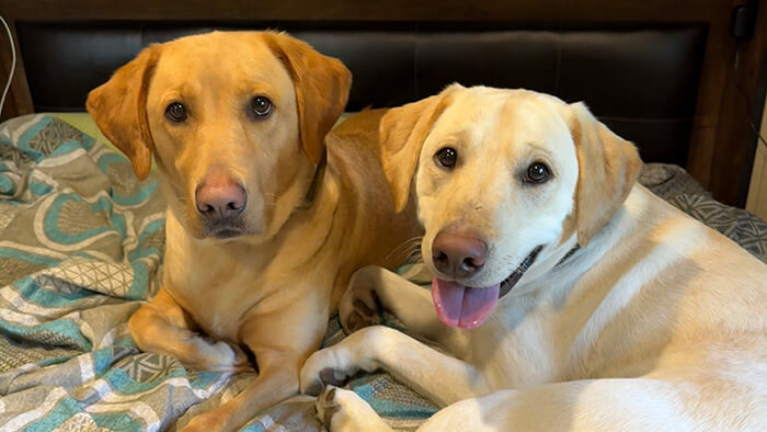 Courtney's dogs, Henry and Nova, laying on a bed together