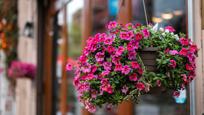 HSHS St. Anthony’s Memorial Hospital Auxiliary hosting  hanging basket flower sale April 24