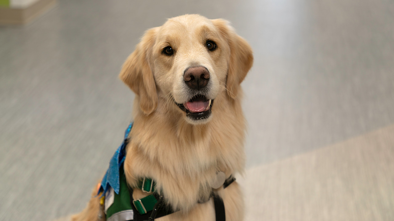 Munchkin the facility dog
