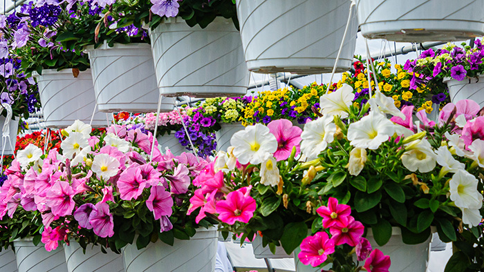Hanging Flower Basket Auxiliary Sale