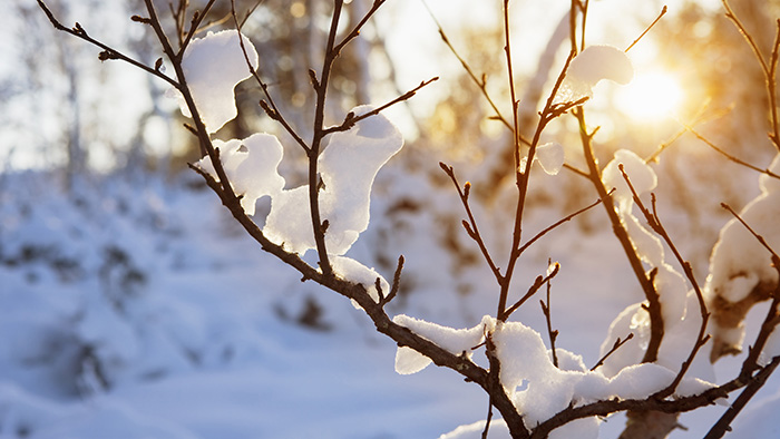 Winter scene with snow, frozen branches and a bright sun