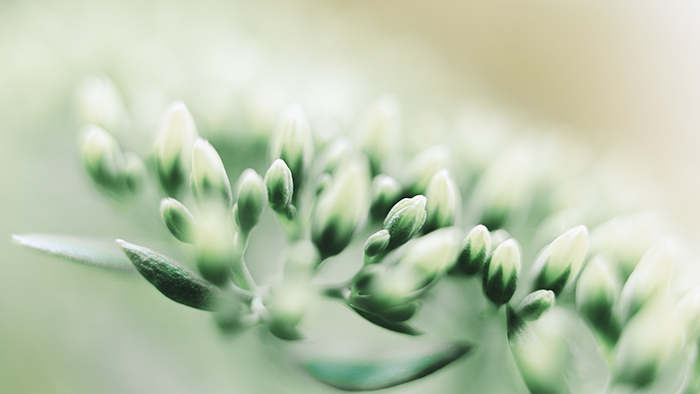 white blossoms