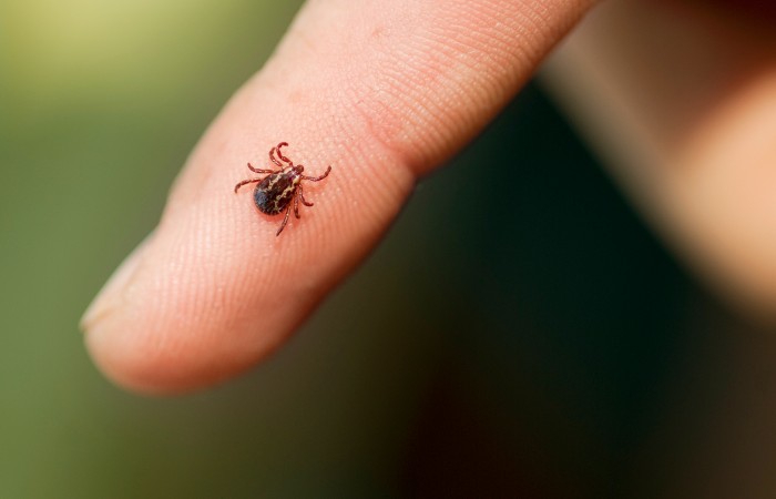 Tick season brings increased risk of Lyme disease