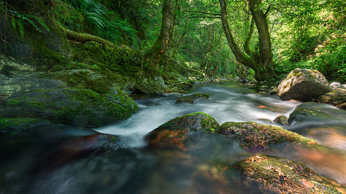 Stream in a forest