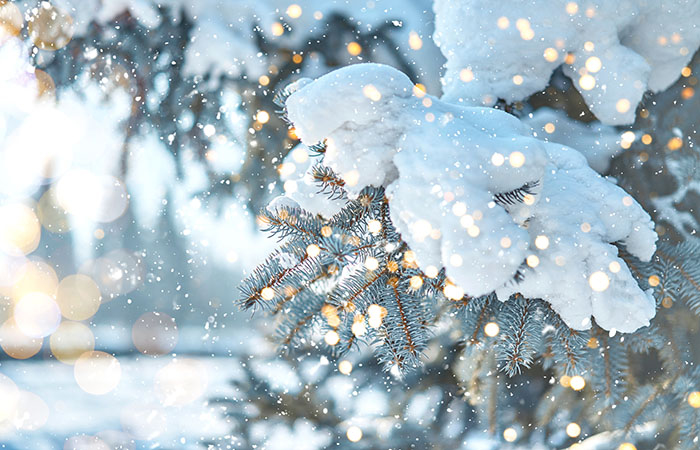 wintery pine tree with snow and lights on it