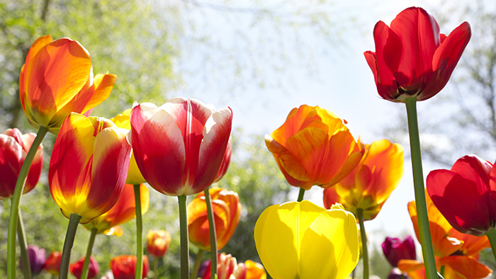 Tulips in a field