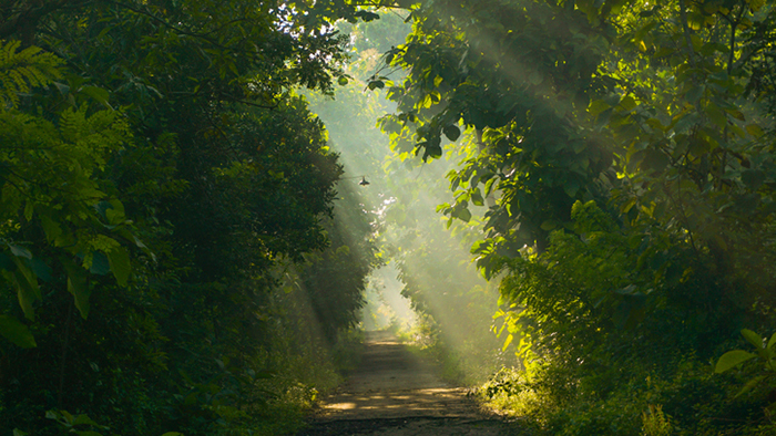 Sunshine peeks through a lush forest