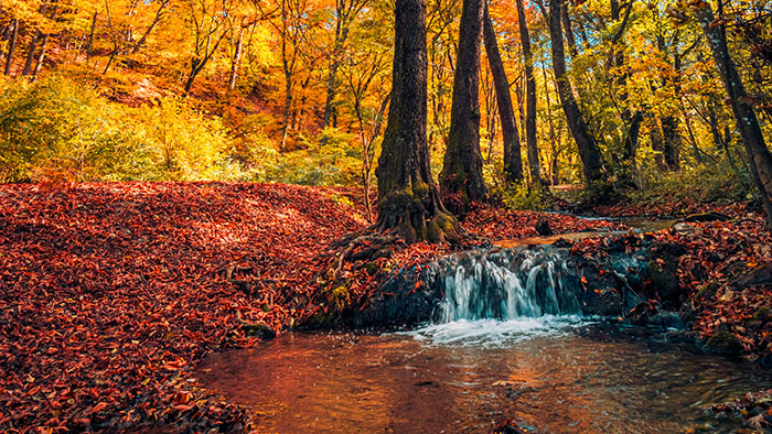 Beautiful babbling brook in a forest full of autumn leaves