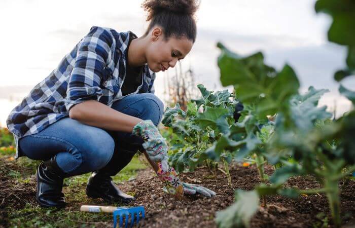 HSHS St. Joseph’s Hospital offers community garden plots
